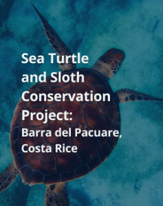 Sea Turtle and Sloth Conservation Project: Costa Rica